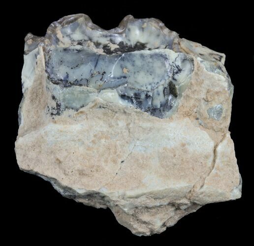 Hyracodon (Running Rhino) Tooth - South Dakota #60949